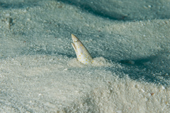 Apterichtus klazingai