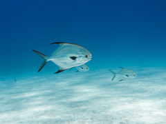 Trachinotus blochii