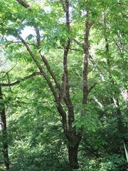 Quercus serrata