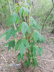 Gyrocarpus jatrophifolius