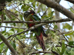 Pyrrhura leucotis
