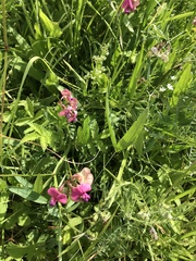 Lathyrus sylvestris