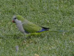 Myiopsitta monachus