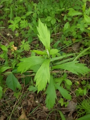 Artemisia integrifolia