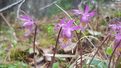 Calypso bulbosa