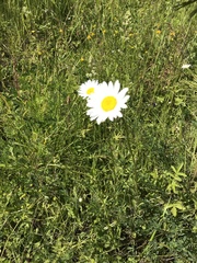 Leucanthemum vulgare