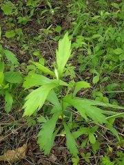 Artemisia integrifolia