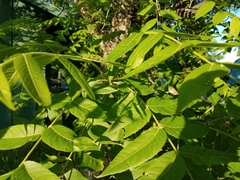 Juglans nigra