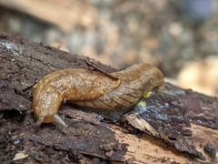 Prophysaon andersonii