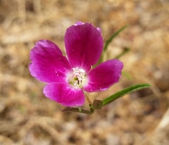 Clarkia affinis