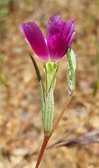 Clarkia affinis