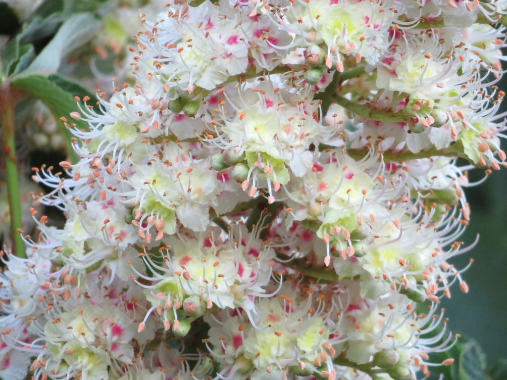 Japanese Horse-chestnut