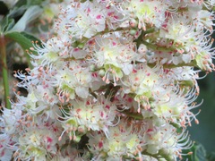 Aesculus turbinata