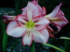 Hippeastrum hybridum