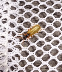 Rhagonycha testacea