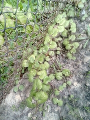 Glechoma hederacea