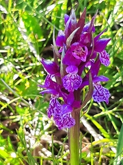 Dactylorhiza lapponica