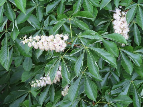 Image of Aesculus turbinata by (c) Marco Mussita, some rights reserved (CC BY)