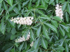 Aesculus turbinata
