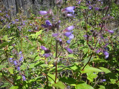 Penstemon rattanii