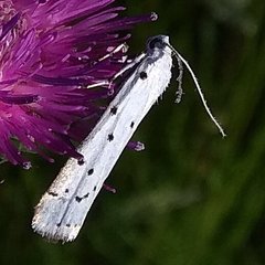 Myelois circumvoluta