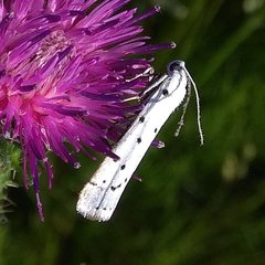 Myelois circumvoluta