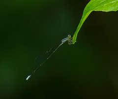 Aciagrion