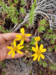 Adenothamnus validus