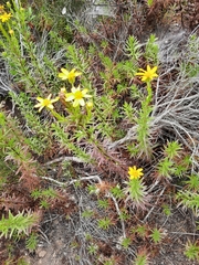 Adenothamnus validus