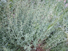 Scrophularia rupestris