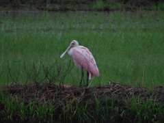 Platalea ajaja