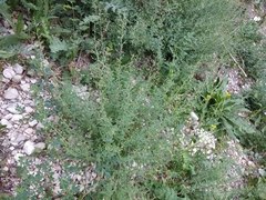 Scrophularia rupestris