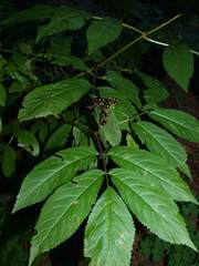 Sambucus racemosa melanocarpa