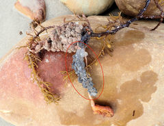 Clavelina moluccensis