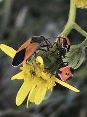 Melanopleurus bicolor