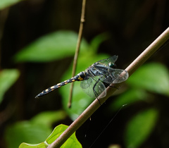 Onychothemis testacea