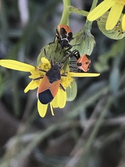 Melanopleurus bicolor