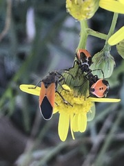 Melanopleurus bicolor