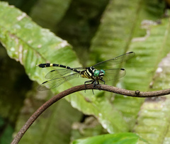 Orientogomphus indicus