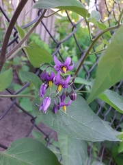 Solanum dulcamara