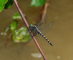 Onychothemis testacea