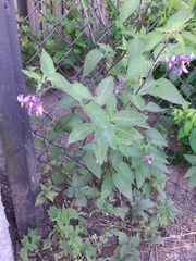 Solanum dulcamara