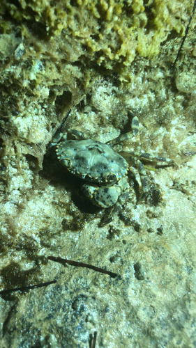Cayo Paloma