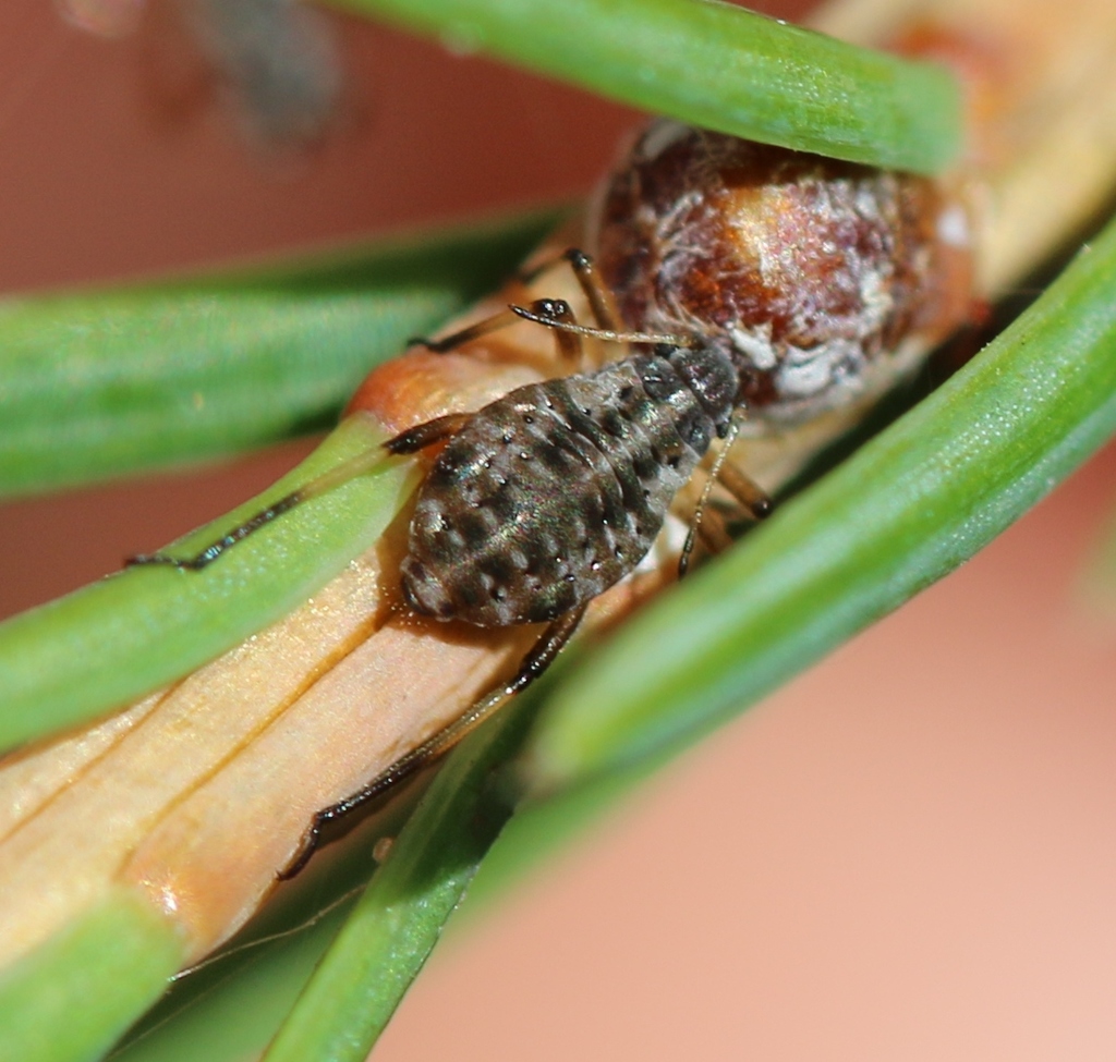 larch aphid