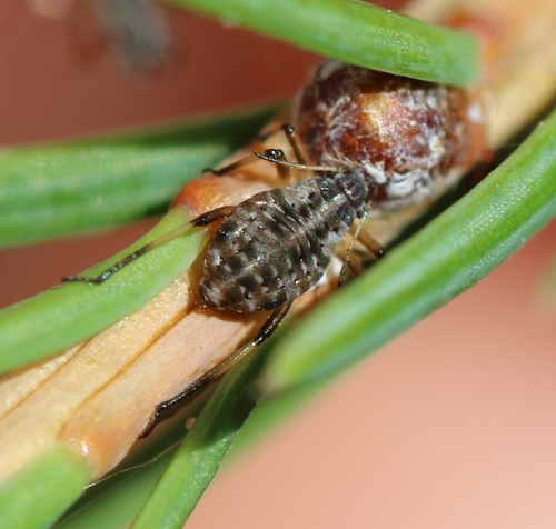 larch aphid