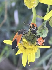 Melanopleurus bicolor