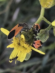 Melanopleurus bicolor