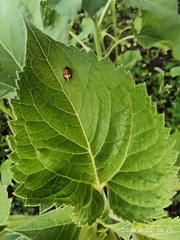 Coccinellidae