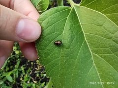 Coccinellidae