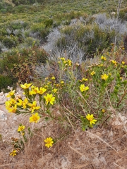 Adenothamnus validus